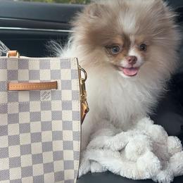 Pomeranian Puppies from Royal Palace Pomeranians