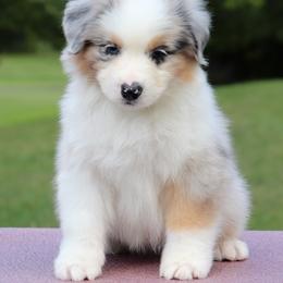 Australian Shepherd and Golden Retriever Puppies from Shadomoon