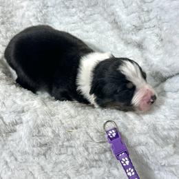 Tessa - Black tri-color female Australian Shepherd puppy in Vail, Iowa from Homegrown Huskies