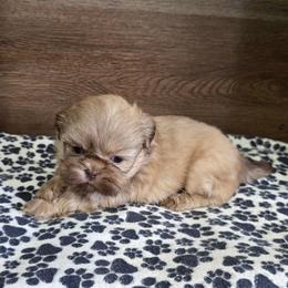 Male 2 - Liver male Shih Tzu puppy in Meadows Of Dan, Virginia from Walt’s Shih Tzus