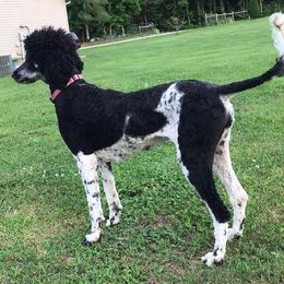 Poodles from Frogges Standard Poodles