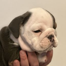 Stormy Jr aka Ms Tiny - Bulldog puppy in Alexandria, Virginia from Stacey D’s Bulldogs
