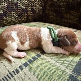 Puppy 2 - Piebald male Dachshund puppy in Riverside, California from Saddle Up Dachshunds
