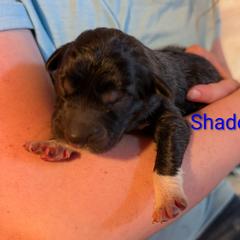 Shadow - Tan male Colorado Mountain Dog puppy in Colorado Springs, Colorado from Sharp Guardians and Goldens