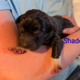 Shadow - Tan male Colorado Mountain Dog puppy in Colorado Springs, Colorado from Sharp Guardians and Goldens