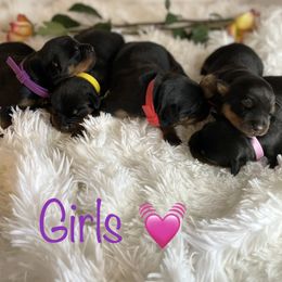 Rottweiler Puppies from 541Rottweilers