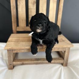 Noodle - White and black male Bordoodle puppy in Valley Center, California from Circle R Valley Bordoodls