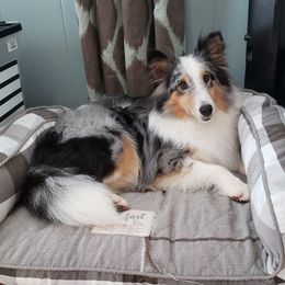 Belle - Shetland Sheepdog