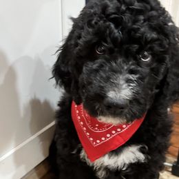 Cedrick - Black and white Bernedoodle puppy in Knoxville, Tennessee from Bright Side Doodles