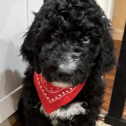 Cedrick - Black and white Bernedoodle puppy in Knoxville, Tennessee from Bright Side Doodles