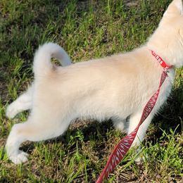 Siberian Huskies from Into the Mystic Siberian Huskies