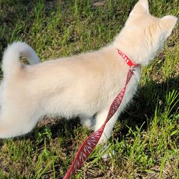 Siberian Huskies from Into the Mystic Siberian Huskies