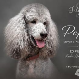 Poodle puppies from Silver Lining Poodles
