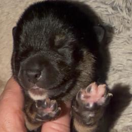 Black Tan M Mameshiba - Black and tan male Shiba Inu puppy in Clewiston, Florida from Animal Farm Shiba Inus & Mameshibas