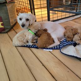Maltipoo Puppies from Snow Pond Farm