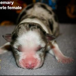 Rosemary - Blue merle female Australian Shepherd puppy in El Dorado Springs, Missouri from HP Aussie Kennels