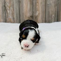 Anniston - Tri-color female Bernedoodle puppy in Wamego, Kansas from Doodles of Oz