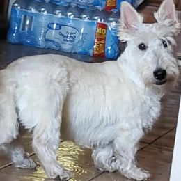 Maisy - Scottish Terrier