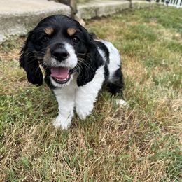 Cocker Spaniel All Grown Up from Gambles Cocker Spaniels
