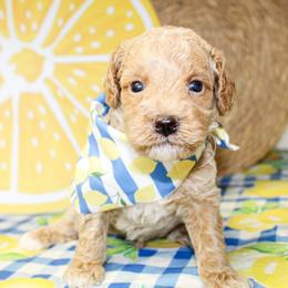 Goldendoodle puppies from Rocking H