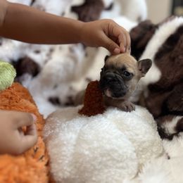 Purple girl - Fawn and white female French Bulldog puppy in Berea, Kentucky from Bully Life Farms
