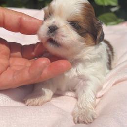 Girl1 - Red and white female Shih Tzu puppy in Covina, California from Shih_doodle_Co
