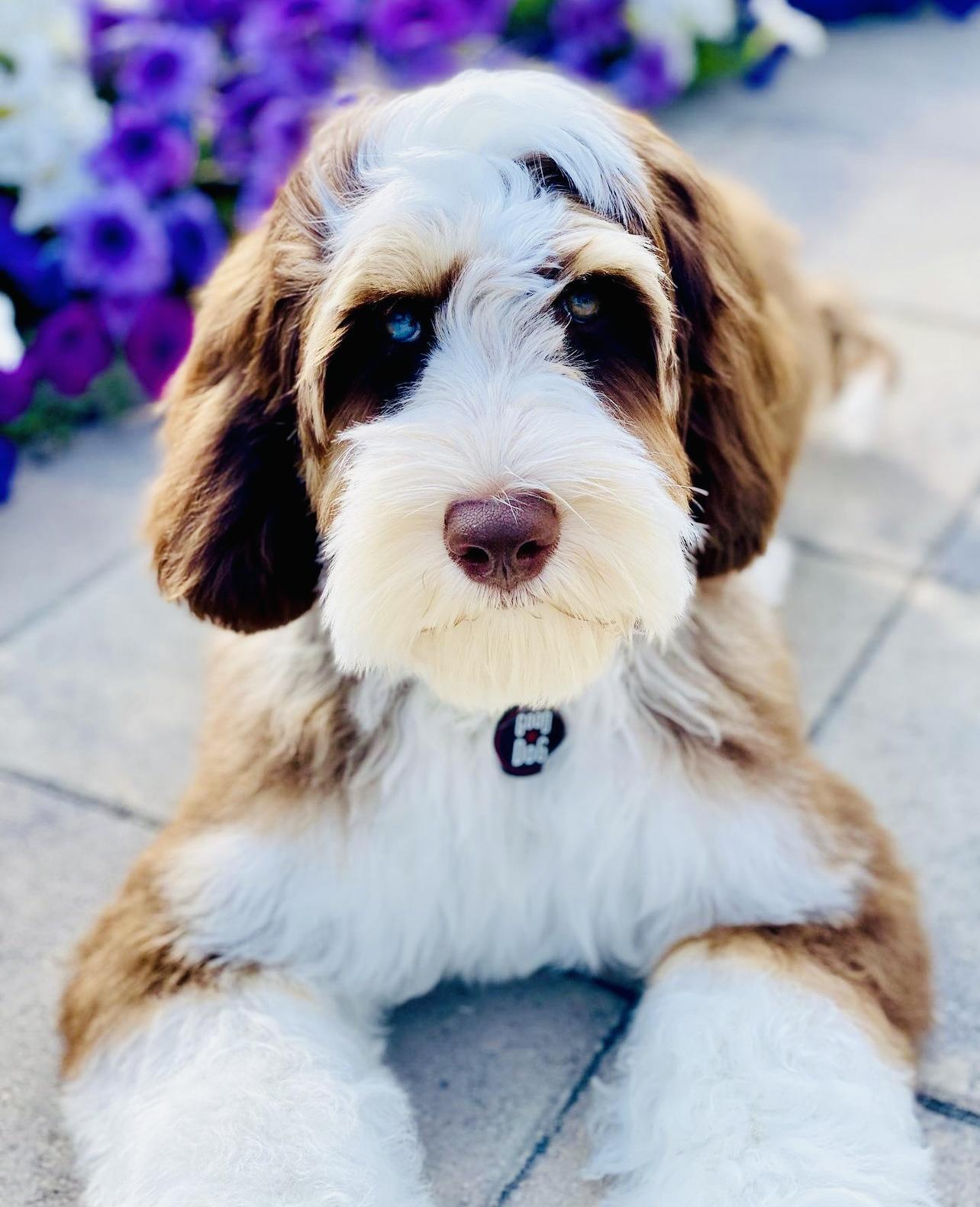 Gus