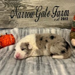 Girl 3 - White and blue merle female Border Collie puppy in Moody, Texas from Narrow Gate Farm