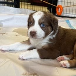 Australian Shepherds from Down Home Aussies of Texas