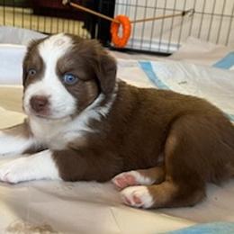 Australian Shepherds from Down Home Aussies of Texas
