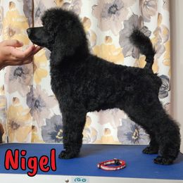 Nigel - Blue Poodle puppy in Bishop, Texas from Mercury Standard Poodles