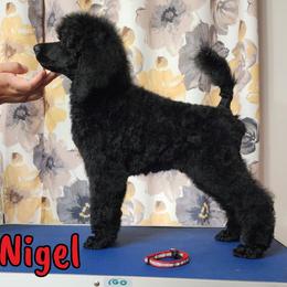 Nigel - Blue Poodle puppy in Bishop, Texas from Mercury Standard Poodles