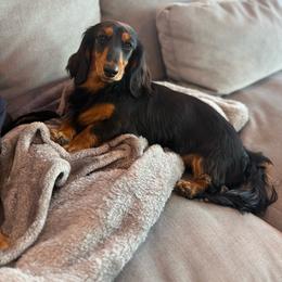 Beni - Dachshund