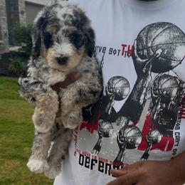 Pepper - Blue merle male Bernedoodle puppy in Richmond, Texas from Harper’s Heartbeats
