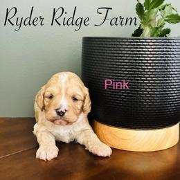 Pink - Red female Cavapoo puppy in White Sulphur Springs, West Virginia from Ryder Ridge Farm