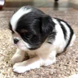 Peanut - Black tan and white male Japanese Chin puppy in Davisville, Missouri from Uniquely Yours, Shelly’s Japanese Chins