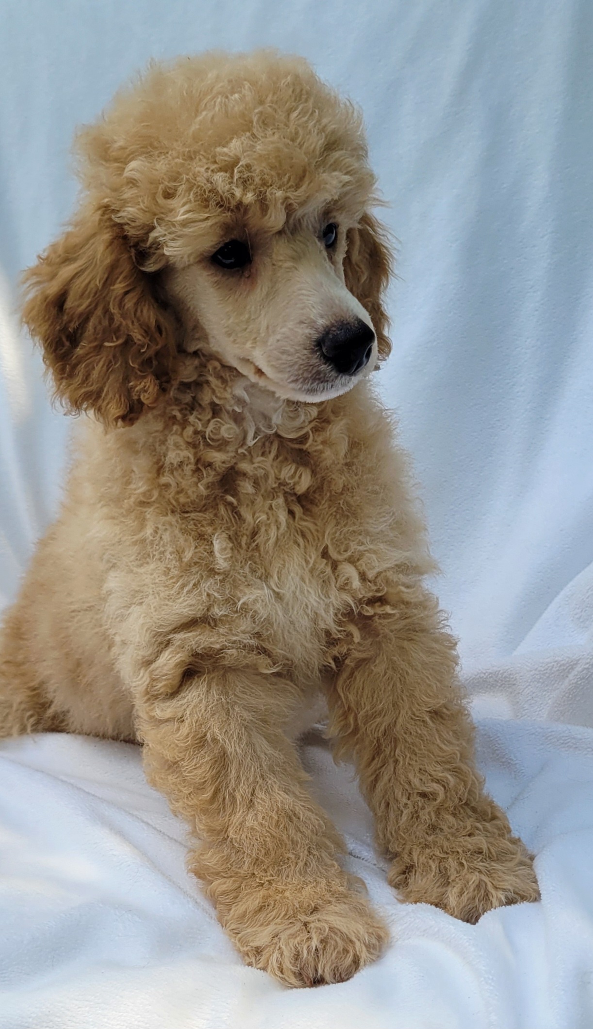 Poodles from Andronik Poodles