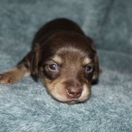 Junior - Chocolate and cream male Dachshund puppy in La Junta, Colorado from Royal King’s Mini Dachshunds