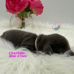 Girl 4 - female Dachshund puppy in Waseca, Minnesota from Dragonfly Doxies