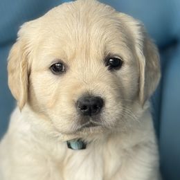 Golden Retrievers from Purebred Golden Paws