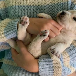 Goldendoodle Puppies from Jennifer's Canines