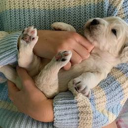 Goldendoodle Puppies from Jennifer's Canines