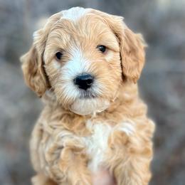 Blue male - Apricot male Goldendoodle puppy in Great Falls, Montana from Montana Goldendoodles
