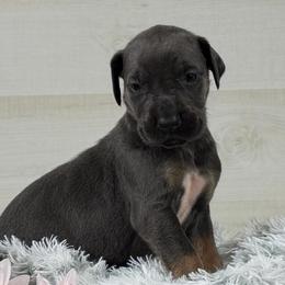 Violet - Blue Tanpoint - Blue female Great Dane puppy in Morton, Illinois from That Gurl K9s