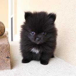 Cole - Black male Pomeranian puppy in Corpus Christi, Texas from Crown Rose Pomeranians