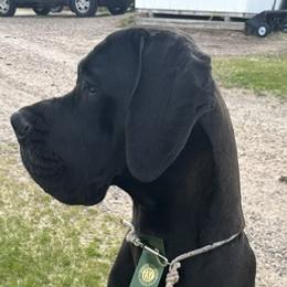 Great Danes from Super Nova Danes