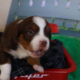 Woodstock - Red tri male Miniature Australian Shepherd puppy in Macomb, Missouri from Faunus Farms and Aussies