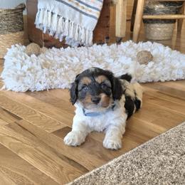 F1B Meet Cider :) - Tri-color male Cavapoo puppy in Centerville, Iowa from Barnyard Dachshunds, Dals & Doodles