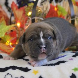 Orange Collar - Blue male American Bully puppy in Easton, Maryland from Night Court Bullies