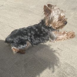 Yorkshire Terrier All Grown Up from Southern House Of Yorkies